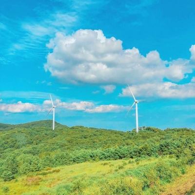 宠物森林游戏下载